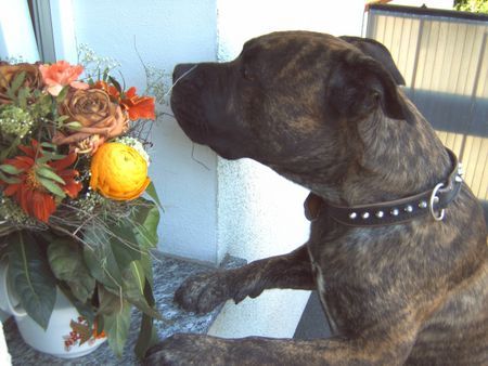 American Staffordshire Terrier Bobby muß Mamas Blümchen schnuppern