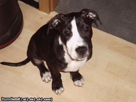 American Staffordshire Terrier Mein Lennox