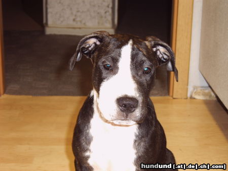 American Staffordshire Terrier Mein Lennox