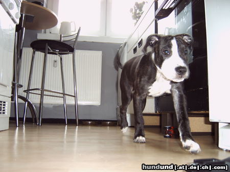 American Staffordshire Terrier Mein Lennox