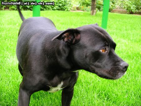 American Staffordshire Terrier Hallo wo seid ihr