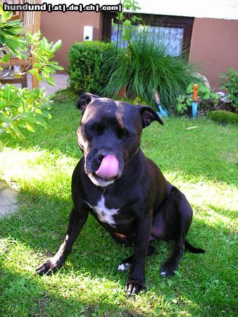 American Staffordshire Terrier Lecker