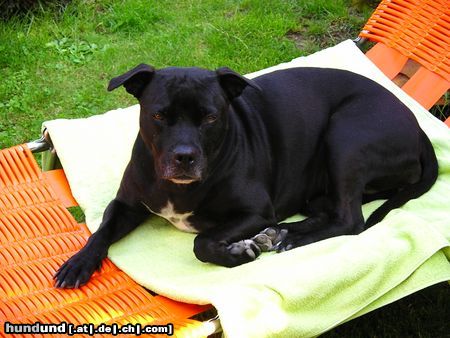 American Staffordshire Terrier Bitte nicht stören ich nehme mein Sonnenbad