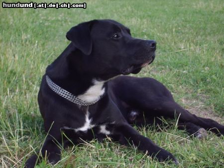 American Staffordshire Terrier Er ist ein toller Freund