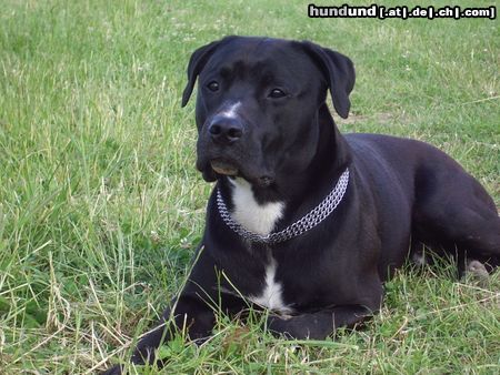 American Staffordshire Terrier Er ist ein toller Freund