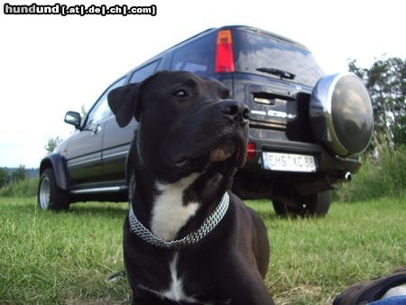 American Staffordshire Terrier Er ist ein toller Freund