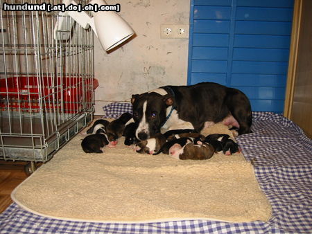 American Staffordshire Terrier Welpen Von der Veste Rohr