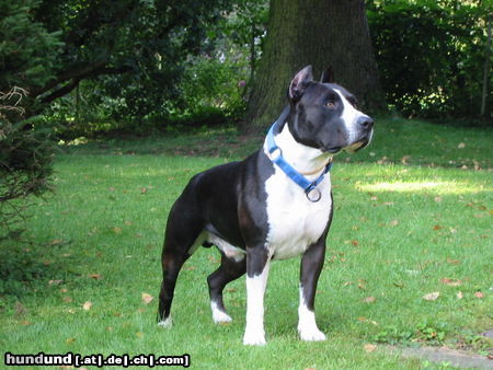 American Staffordshire Terrier Guitano