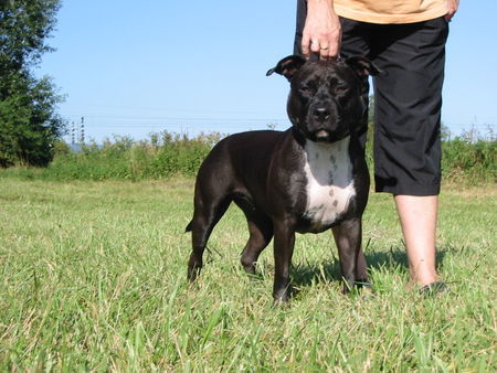 American Staffordshire Terrier Bianca