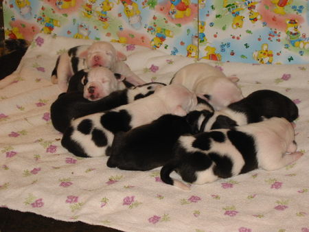 American Staffordshire Terrier Puppis