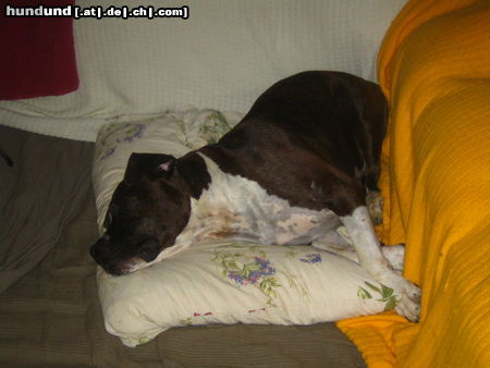 American Staffordshire Terrier Shadow