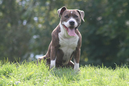 American Staffordshire Terrier Thyson