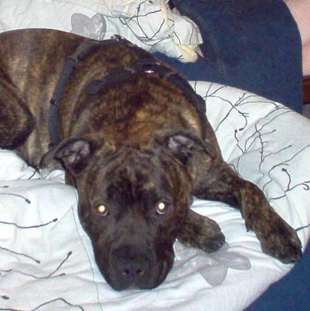 American Staffordshire Terrier Bobby liebt unser Bett