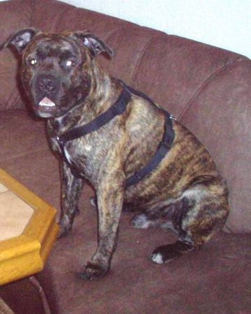 American Staffordshire Terrier Bobby in Pose