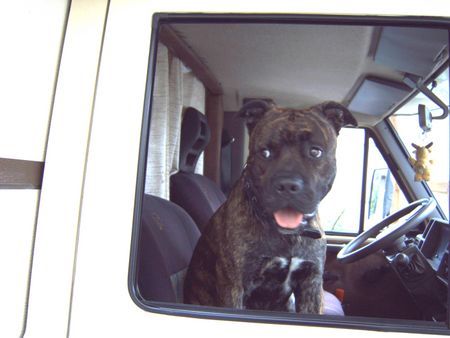 American Staffordshire Terrier Bobby liebt sein Wohnmobil