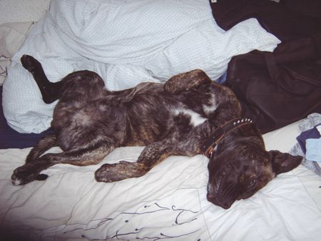 American Staffordshire Terrier Bobby gemütlich im Bett