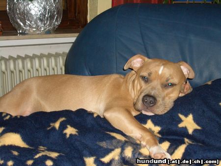 American Staffordshire Terrier Jazzy 10 Monate 