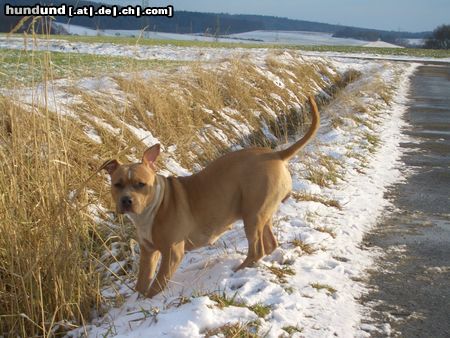 American Staffordshire Terrier Jazzy 10 Monate 