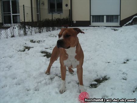 American Staffordshire Terrier Brutus