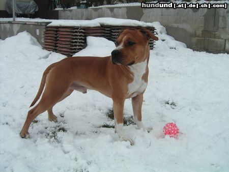 American Staffordshire Terrier Brutus