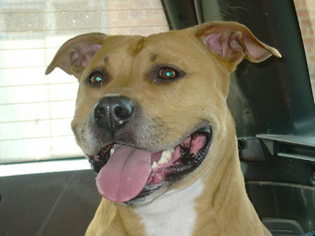 American Staffordshire Terrier Cesar