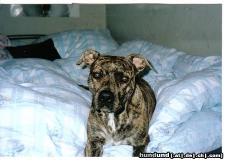 American Staffordshire Terrier Kyyra liegt am liebsten im Bett *ggg*