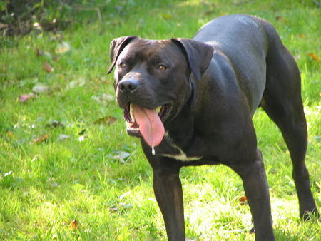 American Staffordshire Terrier Die Liebsten überhaupt ... 