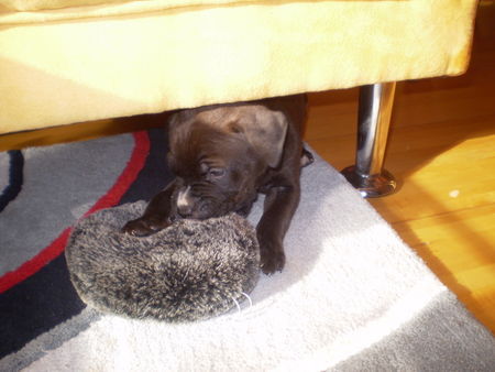 American Staffordshire Terrier Xenababy (6 Wochen)