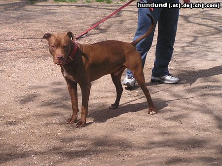 American Staffordshire Terrier komm mir ja nicht zu nahe