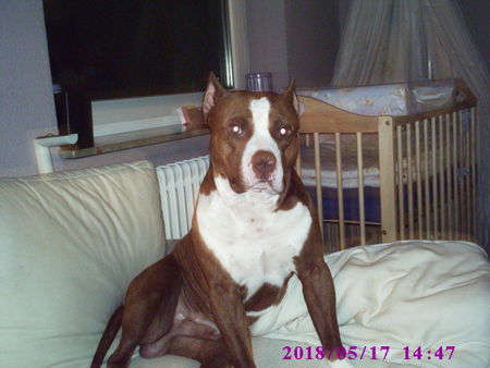 American Staffordshire Terrier ich bin hanibal 3 jahre alt