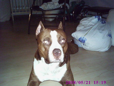 American Staffordshire Terrier ich bin hanibal 3 jahre alt