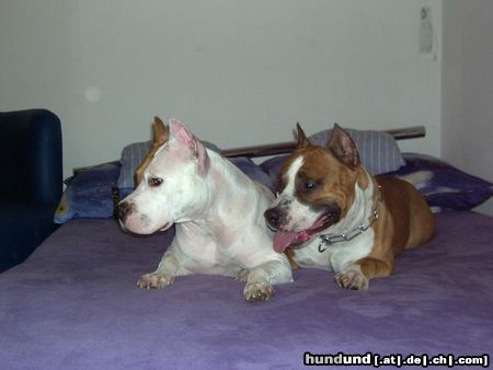 American Staffordshire Terrier Mexx und seine Liebe Contesse