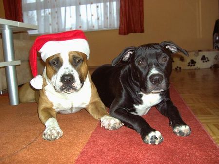 American Staffordshire Terrier Fröhliche Weihnachten!