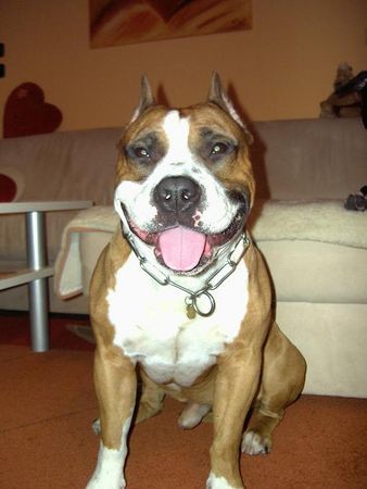 American Staffordshire Terrier Mexx