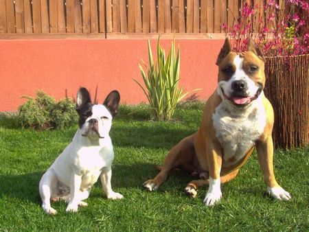 American Staffordshire Terrier Bonni & Mexx