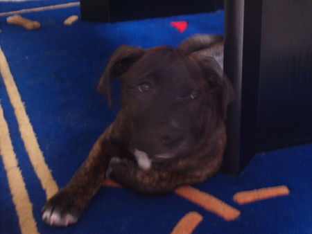 American Staffordshire Terrier rocco ganz brav