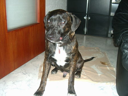 American Staffordshire Terrier rocco ganz brav