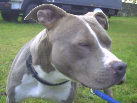 American Staffordshire Terrier