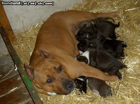 American Staffordshire Terrier Welpen