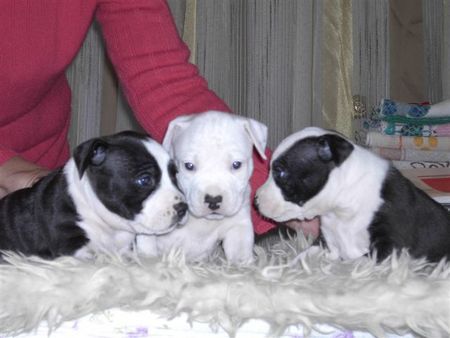 American Staffordshire Terrier Puppis