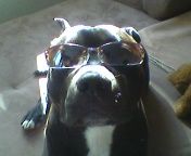 American Staffordshire Terrier Na bin ich cool oder was...!?