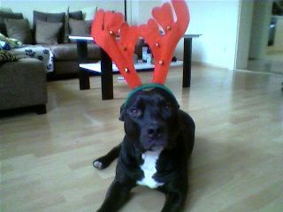 American Staffordshire Terrier Hohoho.....Frohe Weihnachten euch allen...!