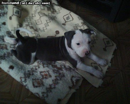 American Staffordshire Terrier Hexa