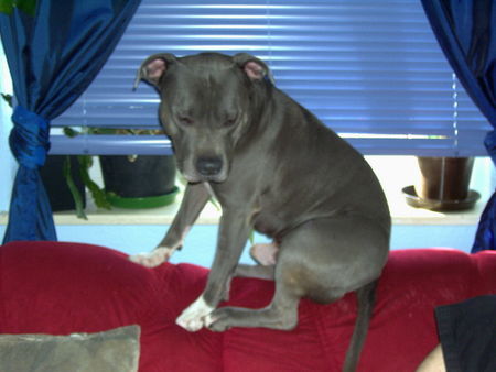 American Staffordshire Terrier Das ist sein Lieblingsplatz