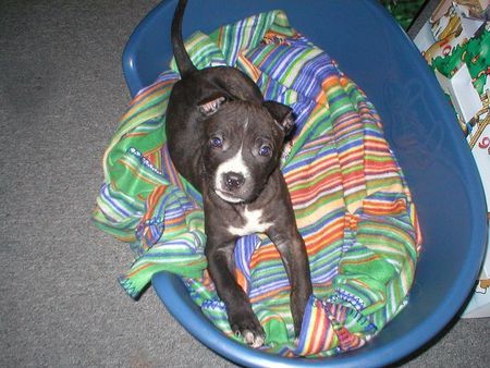 American Staffordshire Terrier ey was los?... Sam,8 Wochen alt