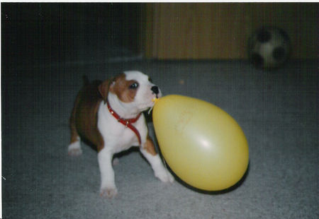 American Staffordshire Terrier Klein Dusty - ganz groß