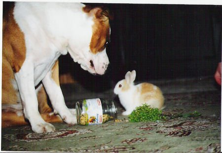 American Staffordshire Terrier small Dusty with friend 