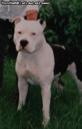 American Staffordshire Terrier SCOUT - leider gestorben am 03.02.2005