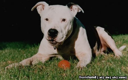 American Staffordshire Terrier SCOUT - Onkel von Huy´s Amigo