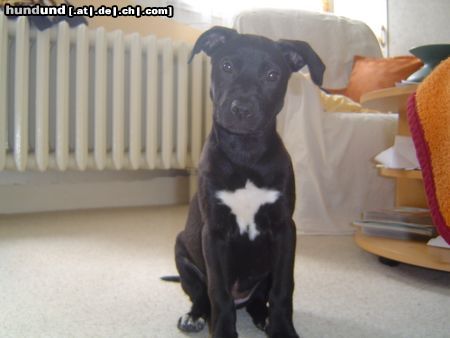 American Staffordshire Terrier Shila 3 Monate